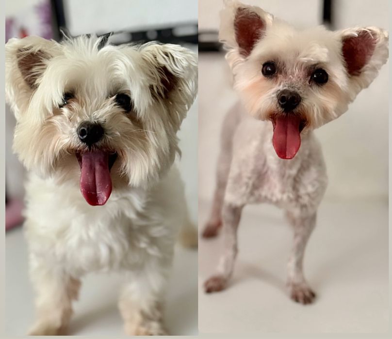 Tund /Toaletez Caini si Pisici