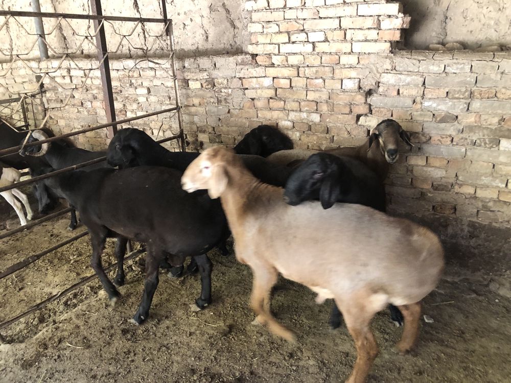 Qochqor solu qirgiz qoylar sotiladi