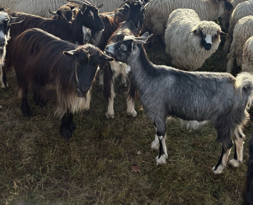 Vand 12 capre si un țap