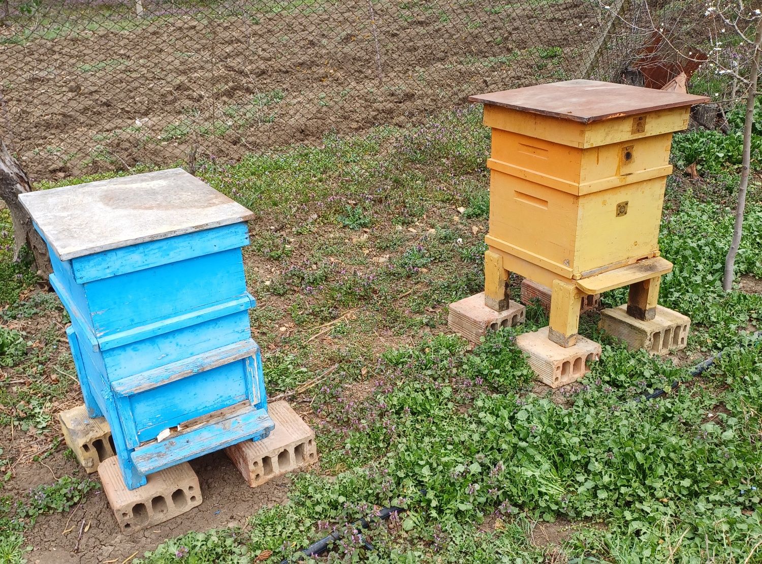 Продавам дадан блатови кошери