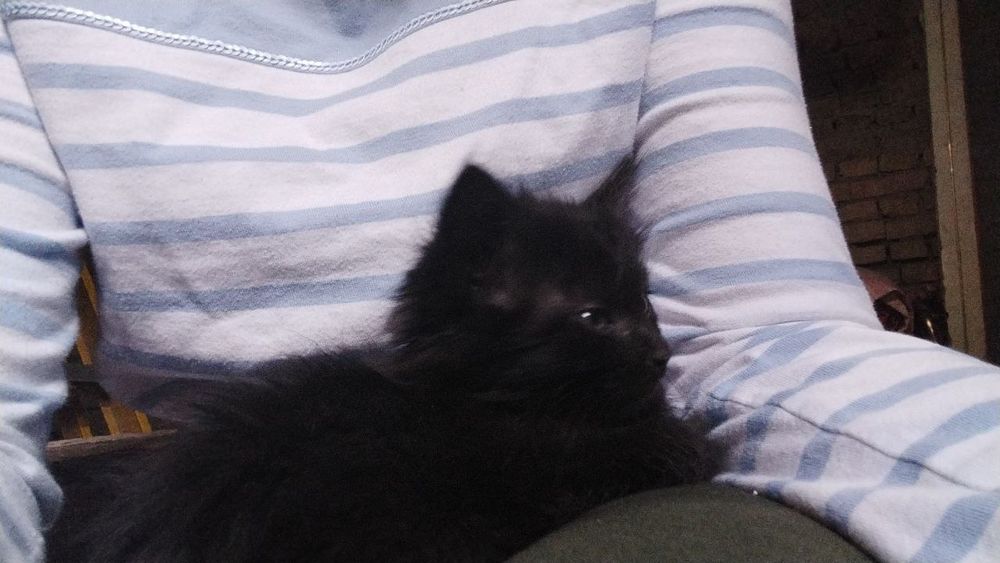 Отдам котёнка в добрые руки