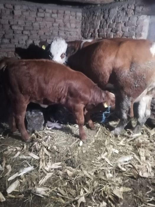 Vând vaca cu vițel