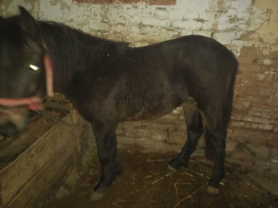 Vand manaza mai multe detali la telefon  manza nu este a mea