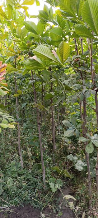 Manzarali Kashtan koʻchatlar