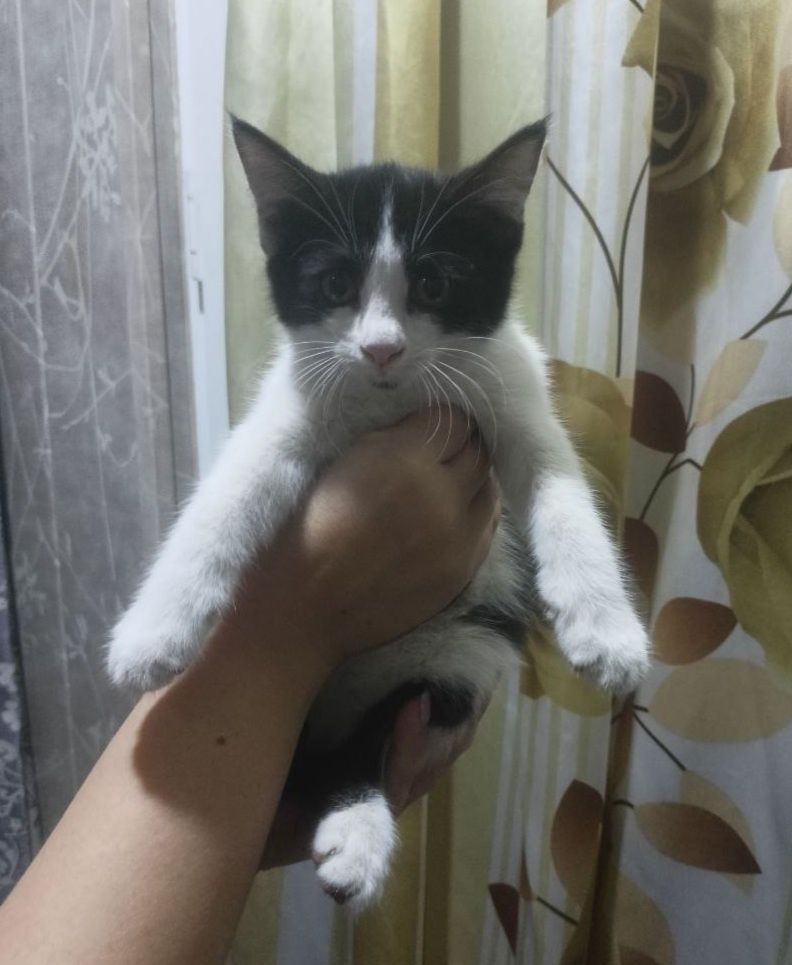 Котёнок девочка 2,5 месяцев