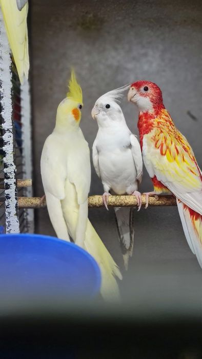 Vând perusi tineri și maturi,nimfe,rozela,cantatori,kakariki.