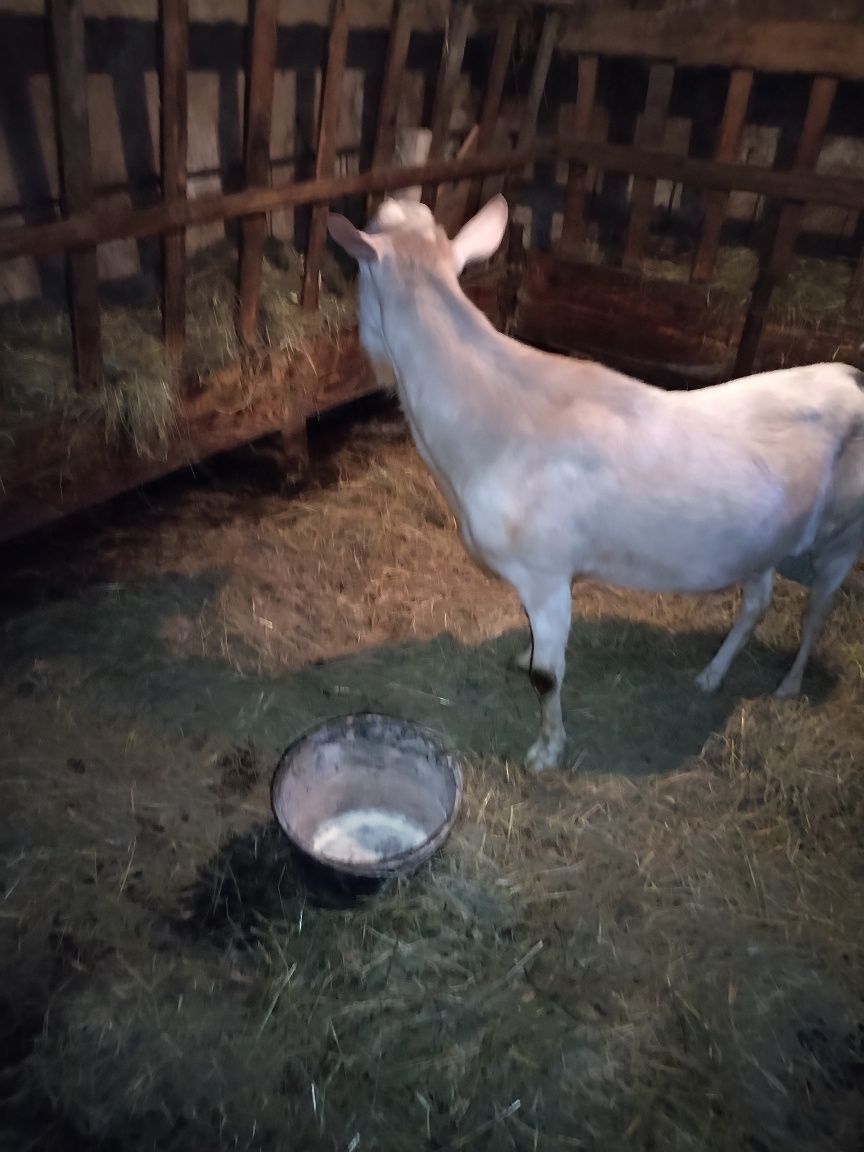 Vând urgent 3 țapi foarte buni pentru monta