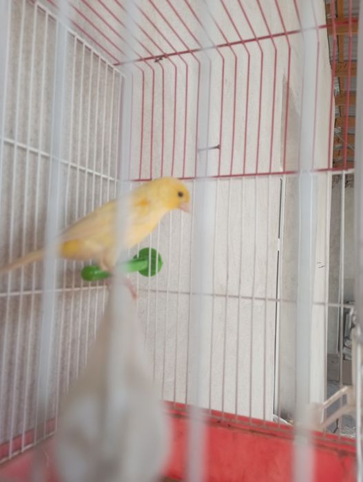 Канарейка плановый