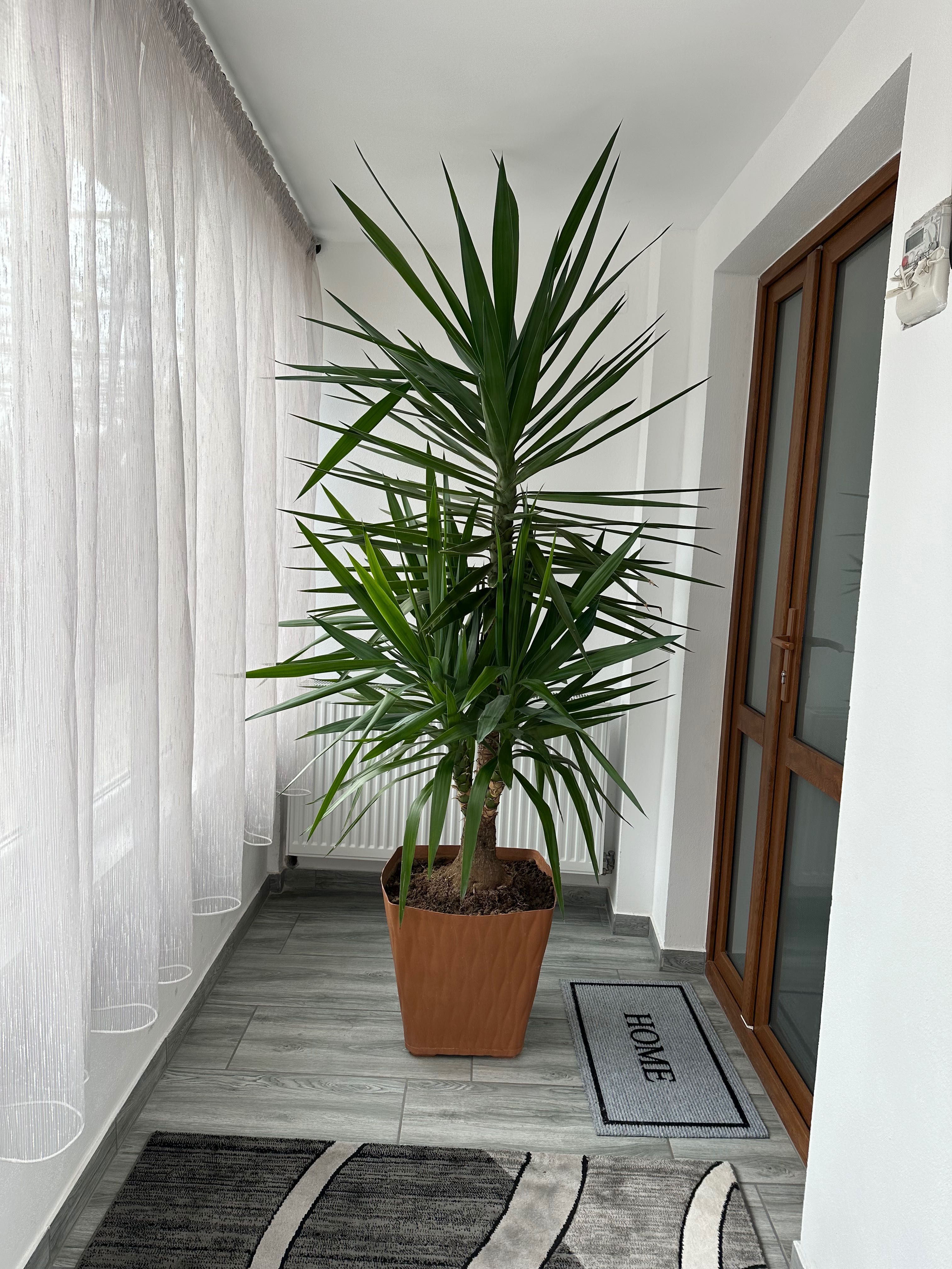 Planta yucca interior