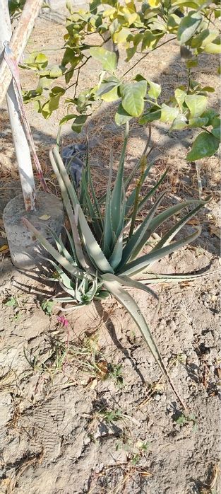 Aloe gul 5,6yillik