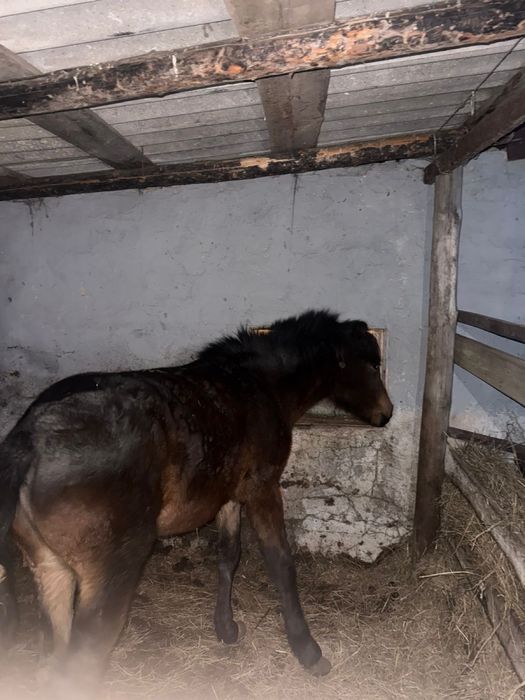 Тай сатамын.