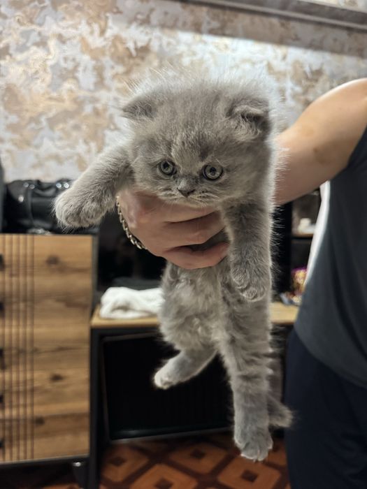 Британский скотиш фол. Девочка и малчик.