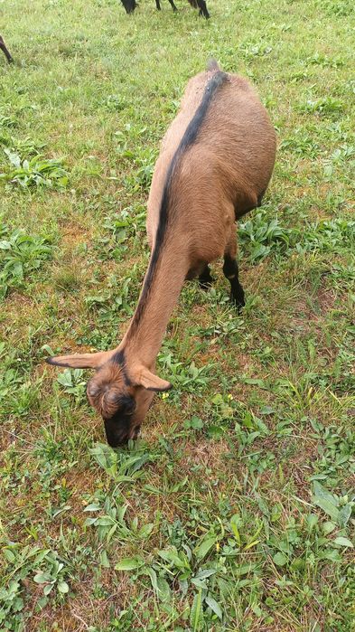 Căprițe de vanzare!