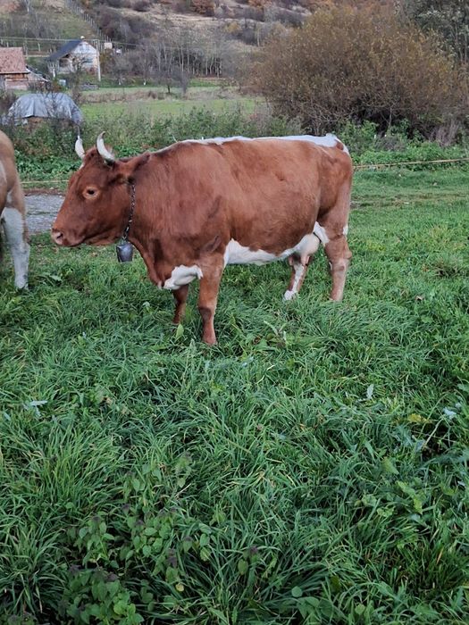 Vand vaca bună de lapte