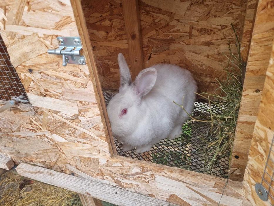 Cusca de iepuri cu iepuri totul automat