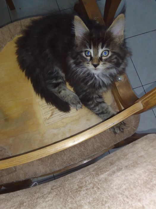 Котенок мейнкунчик