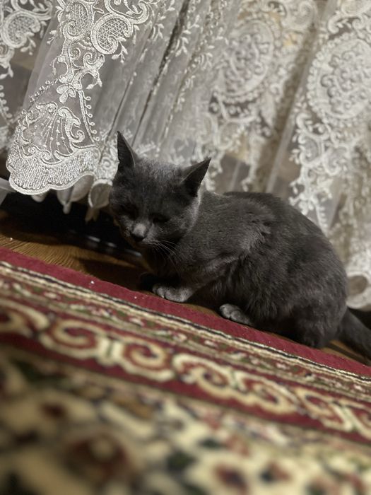 Mushuk parodali qiz bola