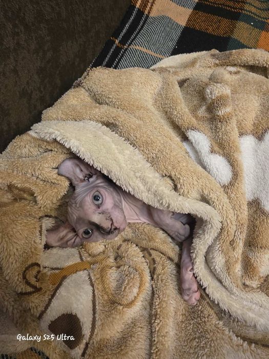 Канадски сфинкс и едно ЕЛФ