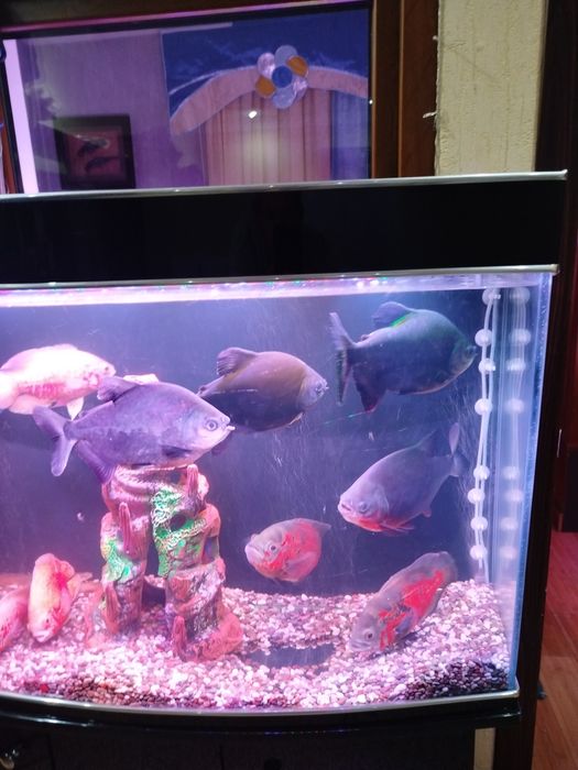 Продается хищник рыба