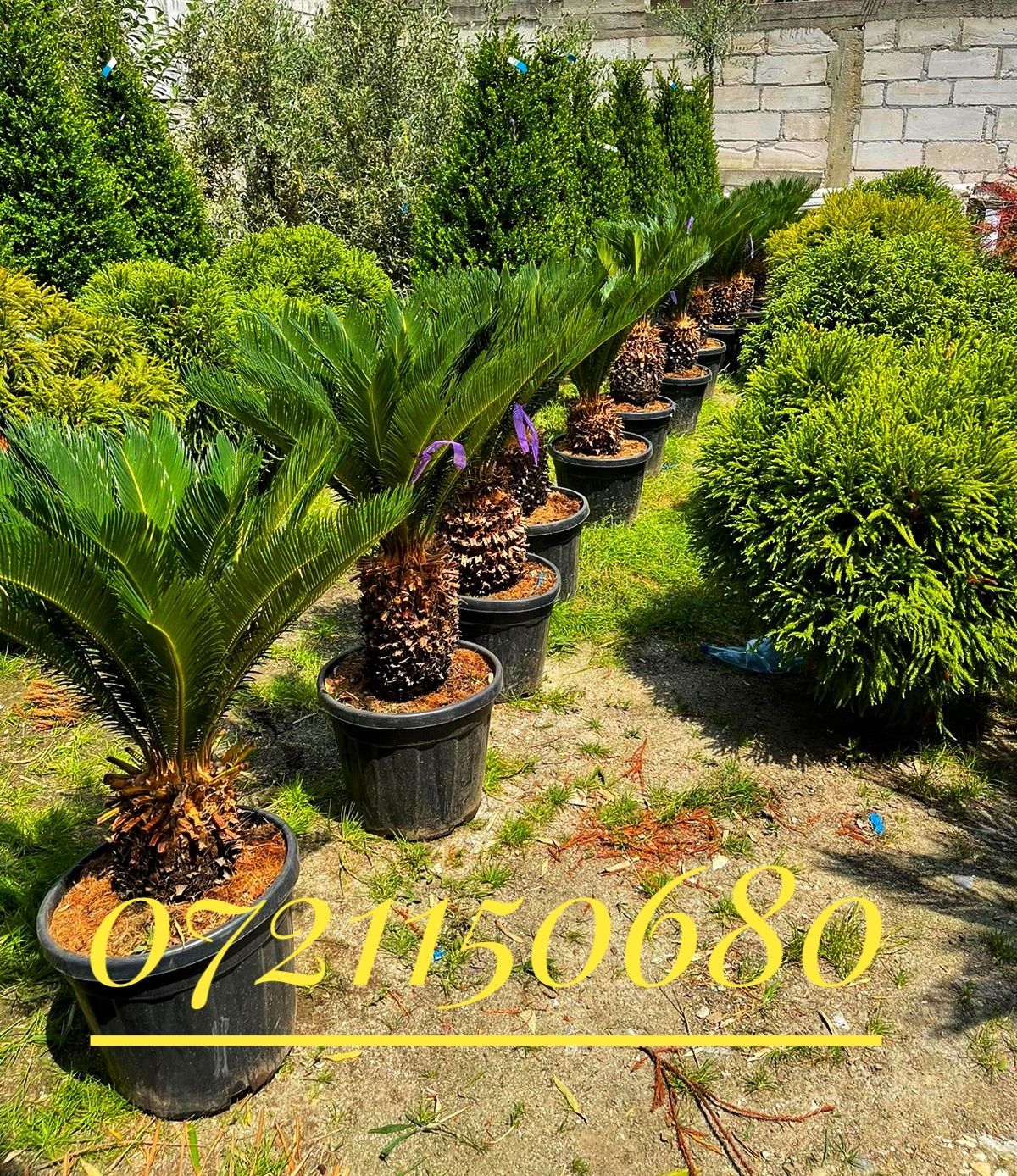 Vand palmieri, maslini, leandrii, cycas, tuia glob, tuia leylandii etc