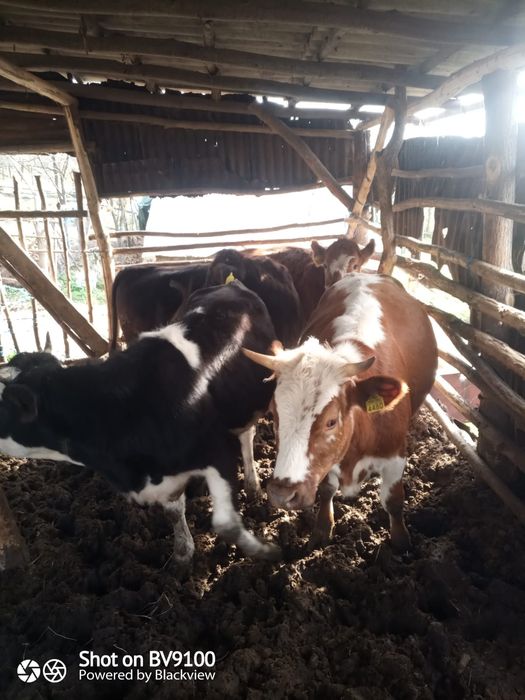Vaca și jurinci la vânzare
