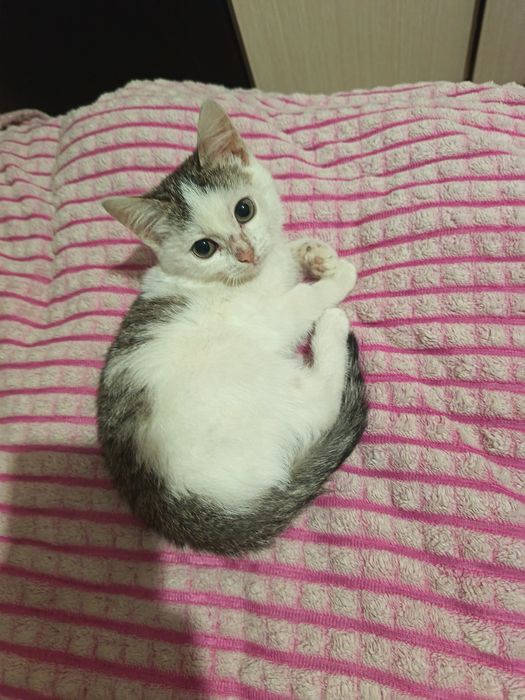 Отдам котенка в добрые руки