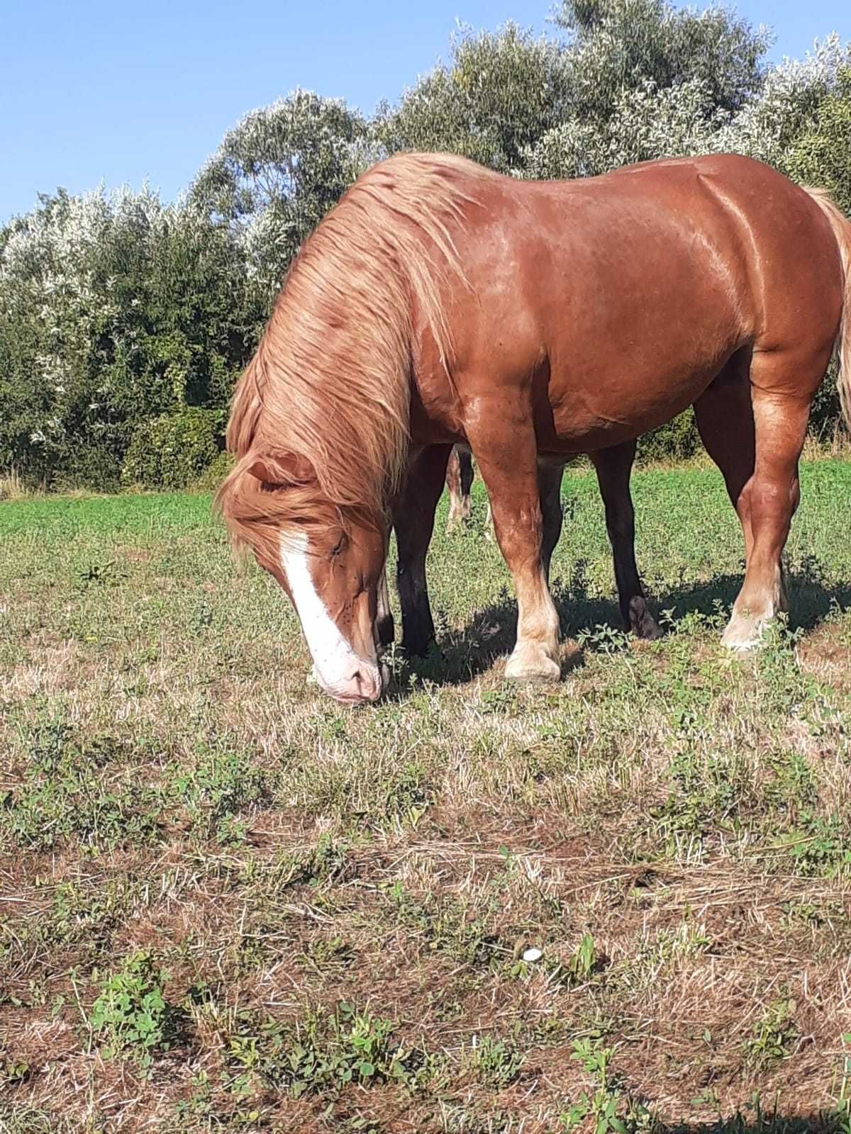 Vand Iapa gestanta cu acte