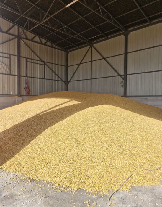 Porumb boabe de vanzare