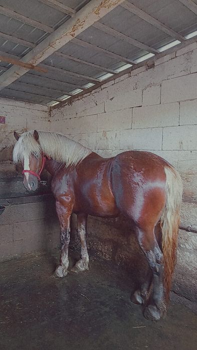 Armăsar blond de vânzare