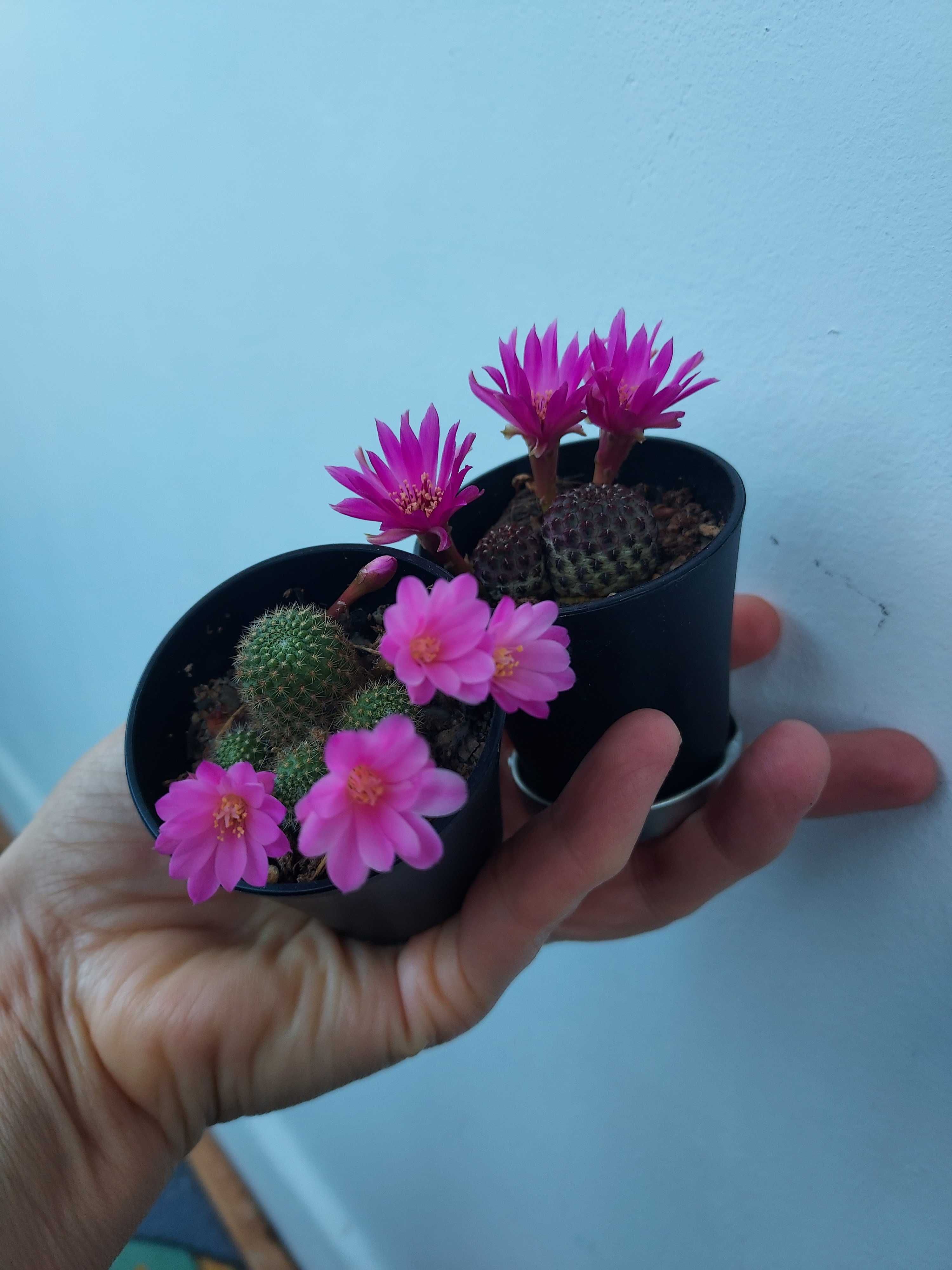 Doi cactusi minunati