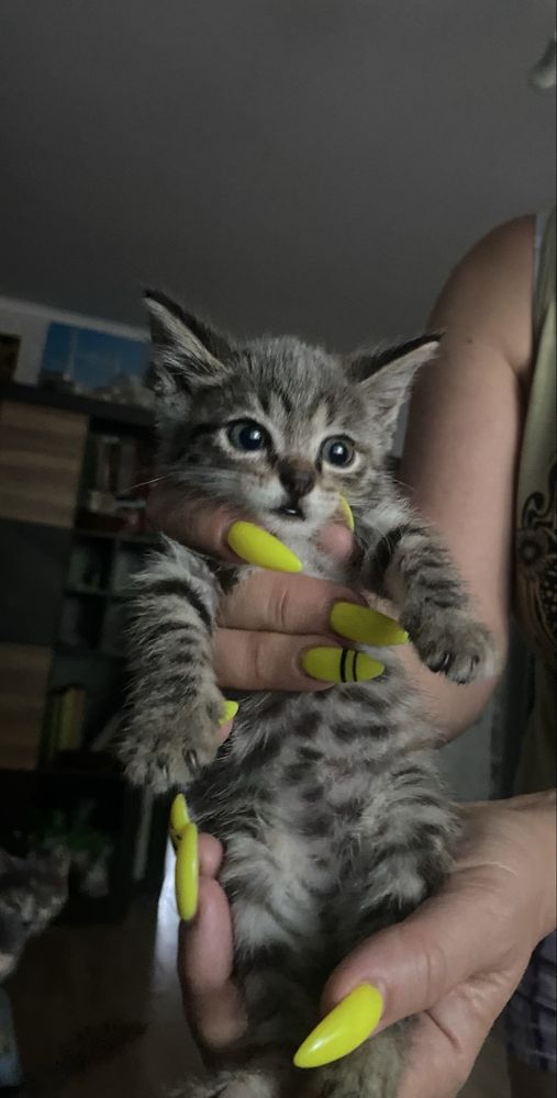 Продам трех чудесных котят