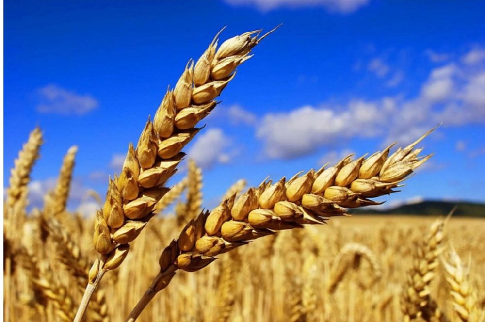 продам зерно этого года, смесь  пшеница /ячмень.
