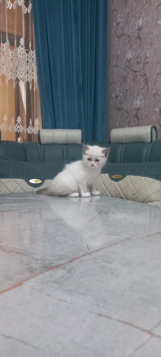 Продаются котята