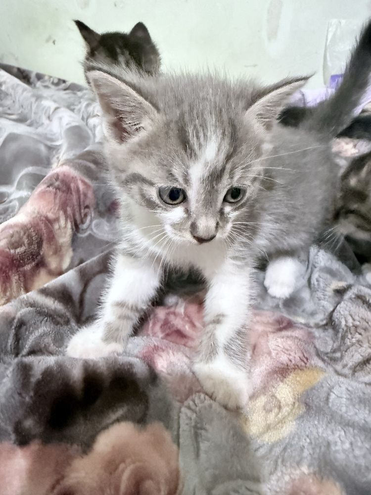 Отдам в хорошие руки трёхмесячных котят