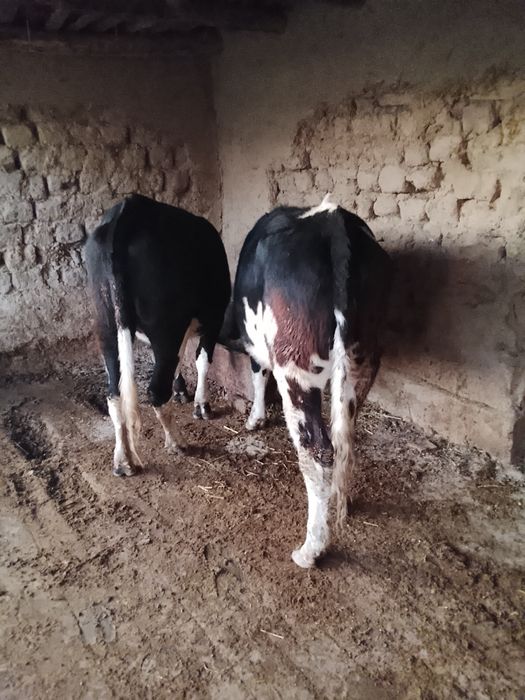 Сотилади гунажинла