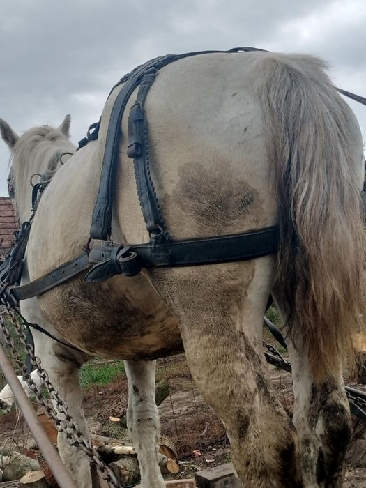 Iapa bună de căruță garantata