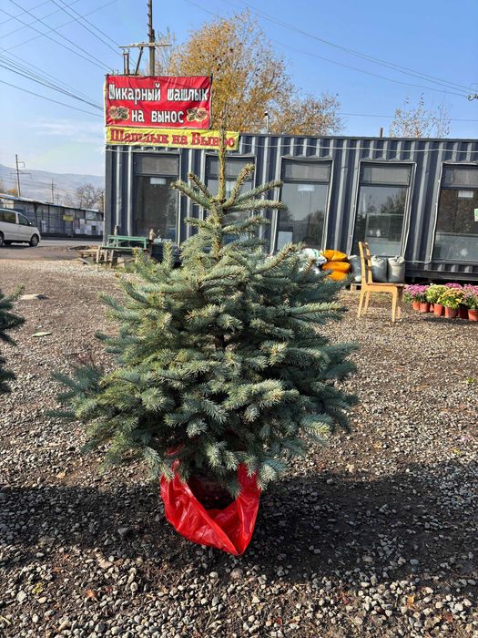 Живая елка в горшке Новогодняя ель голубая зеленая с доставкой до дома