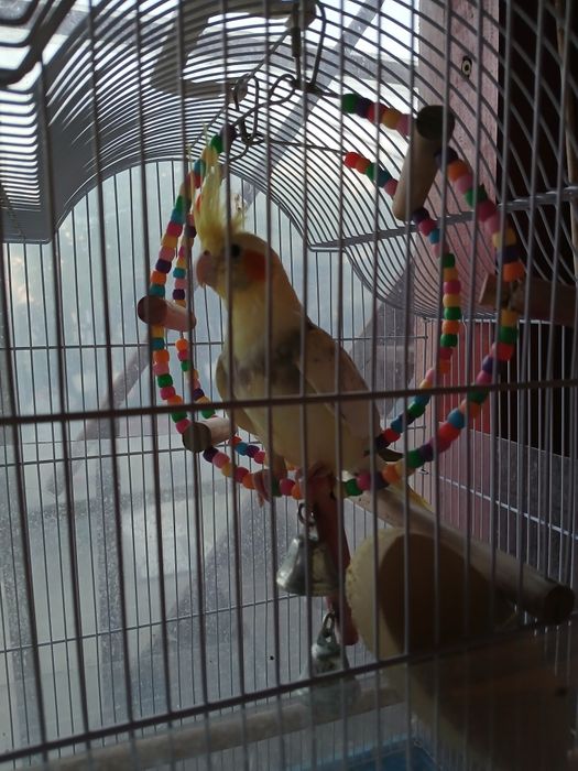 Nimfa de vanzare 170 lei