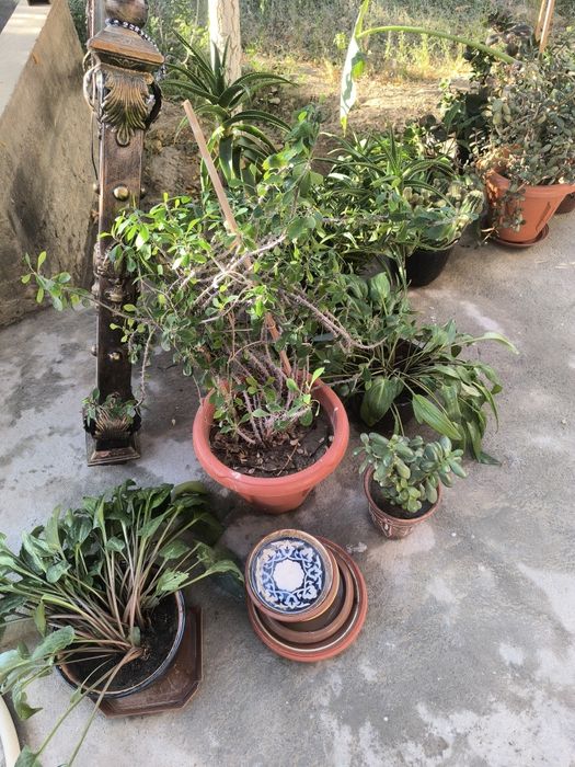 Aloe va boshqa gullar