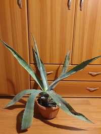 Aloe vera cu frunze groase