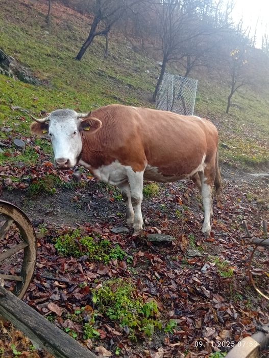 Vînd vaca bălțată româneasca