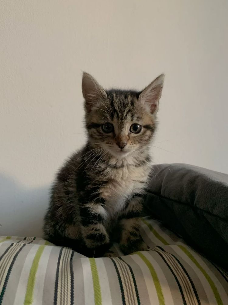 American Shorthair