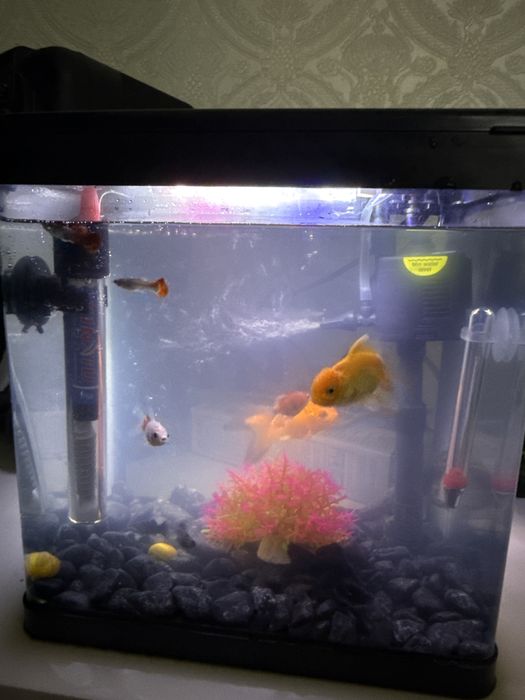 продам аквариум с 11 рыбками и саламандрой
