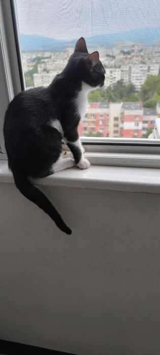 Коте Бела има спешна нужда от дом