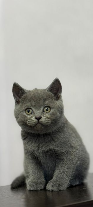 Pisicuța British!!!