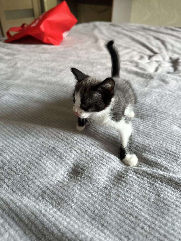 Котята в поисках дома