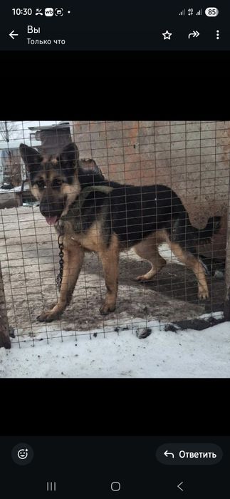 Немецкая овчарка