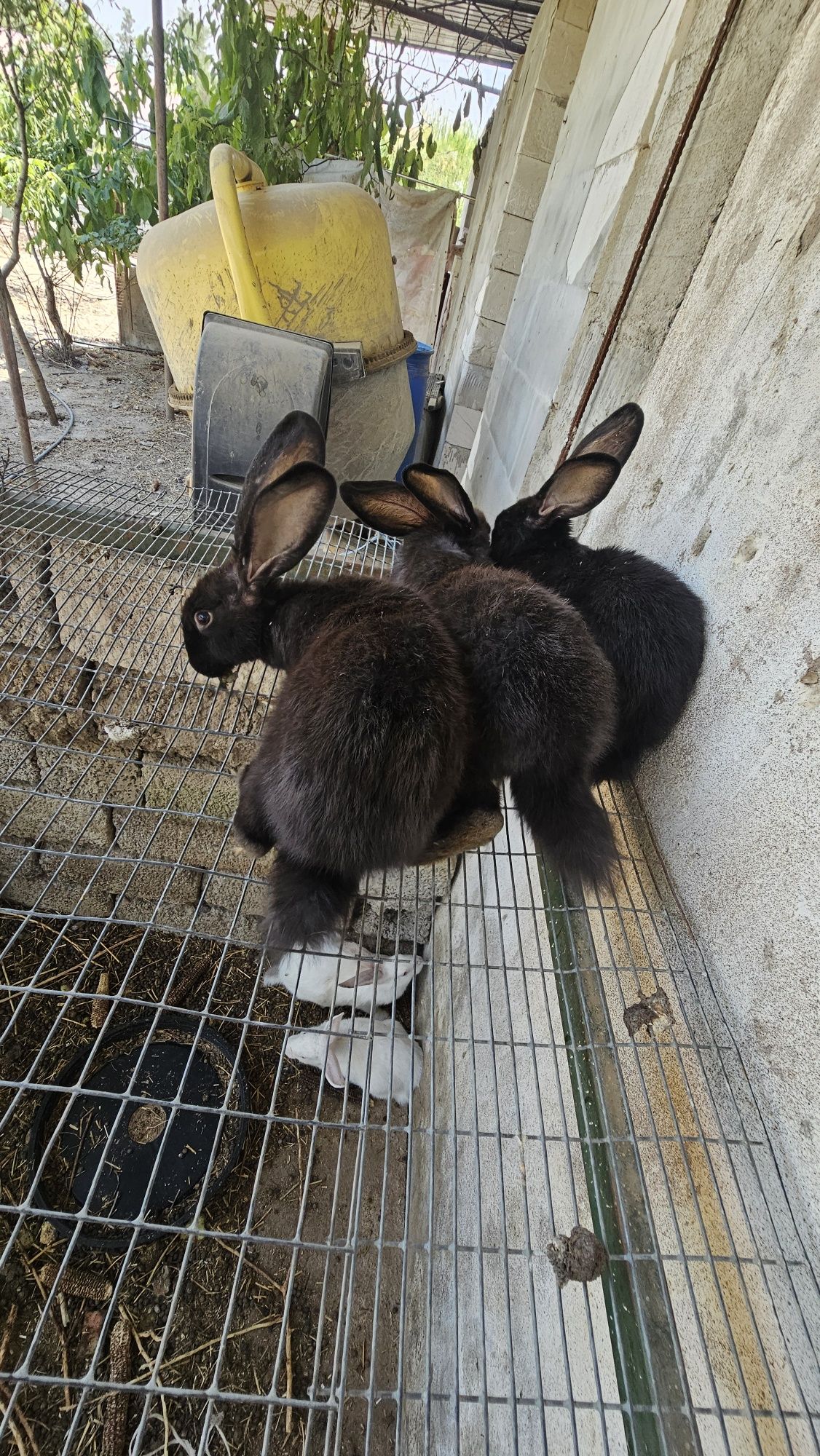Ок кора куён боллари 8та