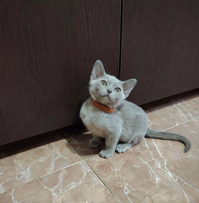 Европейская бурма 1 декабря