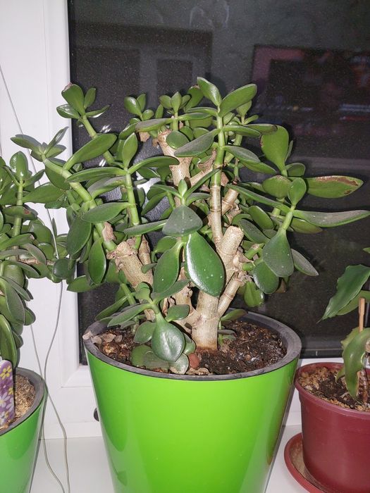 Денежное дерево (толстянка), рео построен.